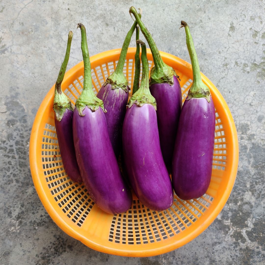 Brinjal