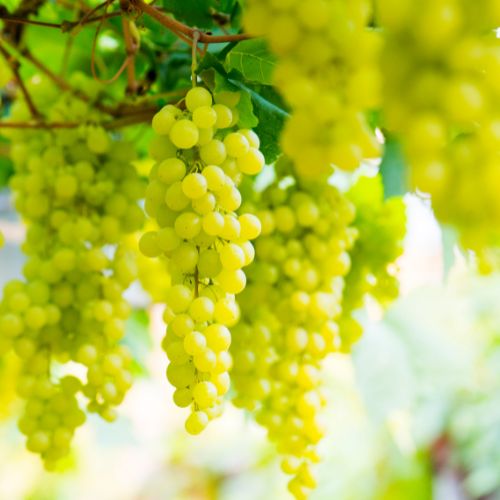 Grapes (Green)
