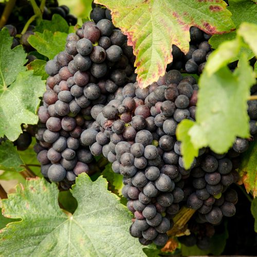 Grapes (Black)