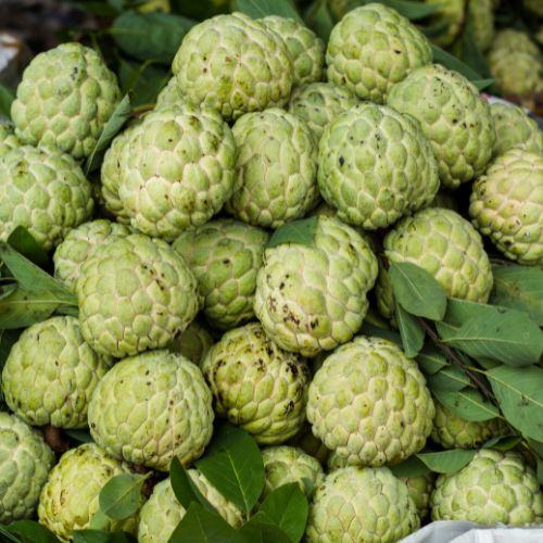 Custard Apple