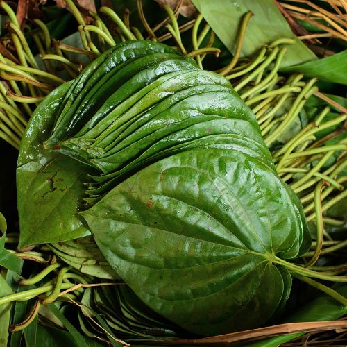 Betel Leaf
