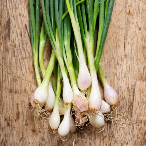 Spring Onion