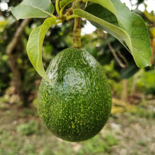 Avacado