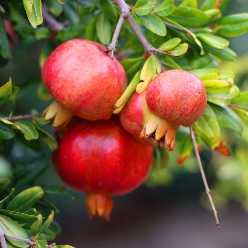 Pomogranate