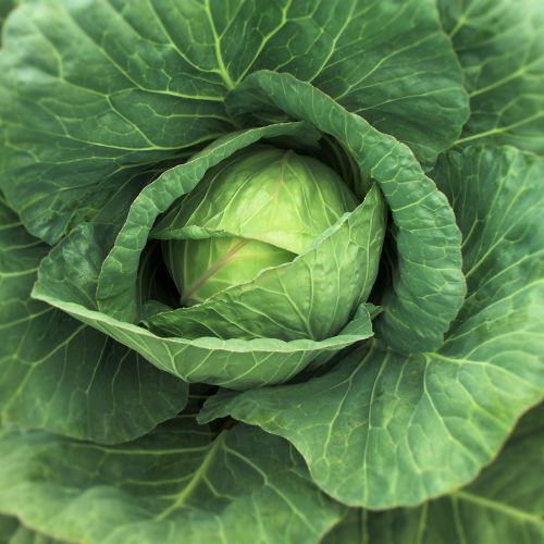 Cabbage